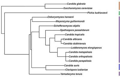 Using Genomics to Shape the Definition of the Agglutinin-Like Sequence (ALS) Family in the Saccharomycetales